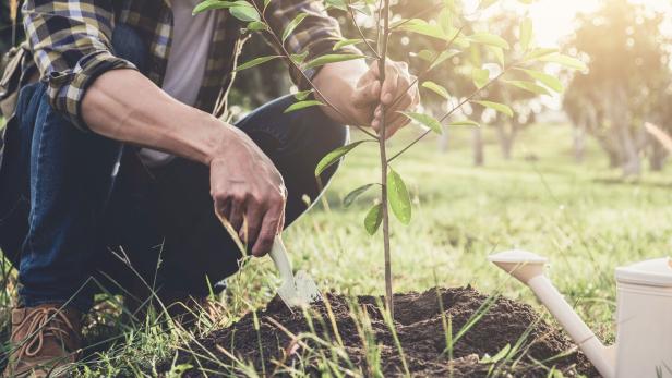 Young man planting the tree while Watering a tree working in the garden as save world concept, nature, environment and ecology