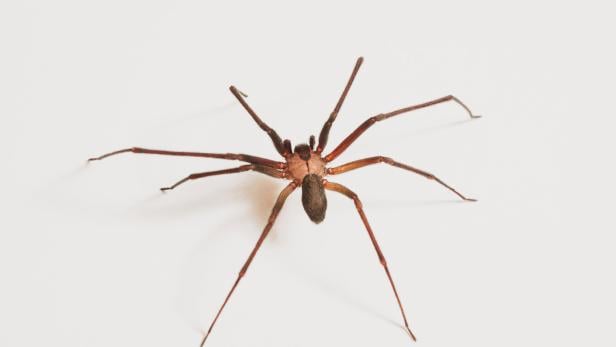 Braune, langbeinige Spinne auf weißem Hintergrund, von oben fotografiert.