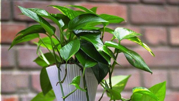 Eine Efeutute mit grünen Blättern steht in einem weißen Topf auf einem braunen Schrank.