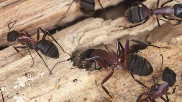 Carpenter ants, Camponotus herculeanus
