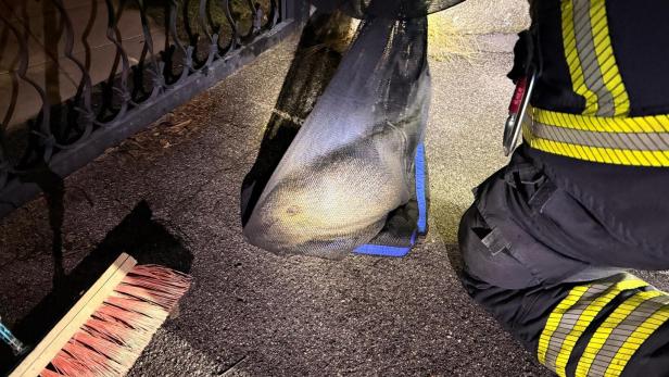 ++ HANDOUT ++ NIEDERÖSTERREICH: NUTRIA BLIEB IN SCHWECHAT IN EINFAHRTSTOR STECKEN