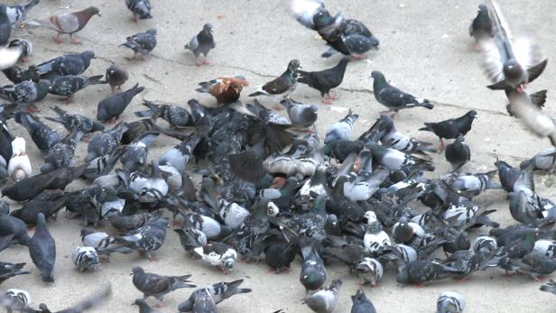 Viele Tauben auf einer Straße