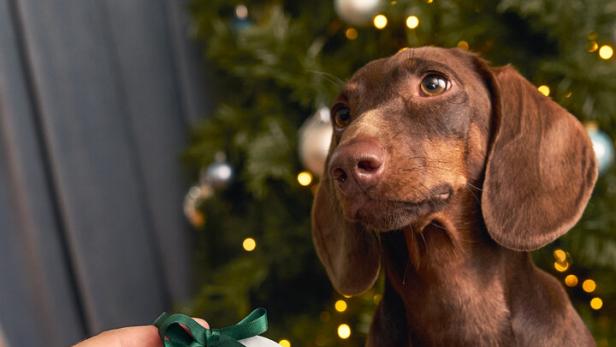 Ein brauner Dackel vor einem Christbaum mit einem Ornament mit seinem Pfotenabdruck