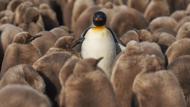 Adult King Penguin amongst chicks