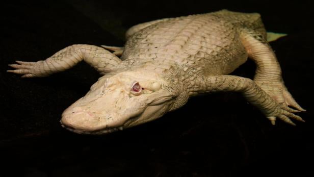 Albino-Alligator Claude, Hauptattraktion des Naturkundemuseums in San Francisco, ist im Alter von 30 Jahren gestorben.