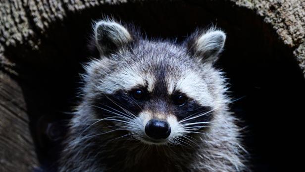Ein Waschbär mit dunkler Gesichtsmaske und buschigem Fell schaut direkt nach vorne.