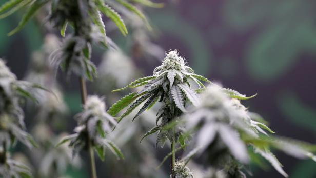 Asia International Hemp Expo 2025 in Bangkok