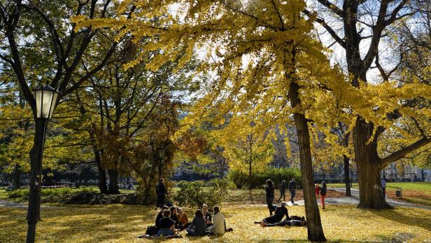 Menschen entspannen im Herbst unter einem Baum mit gelben Blättern in einem Park.