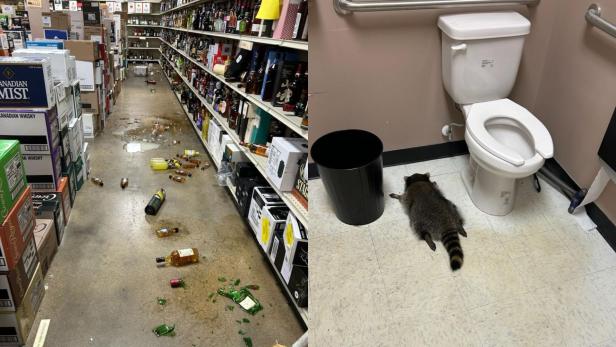Zerbrochene Glasflaschen in einem Geschäft und ein betrunkener Waschbär, der neben der Toilette schläft.