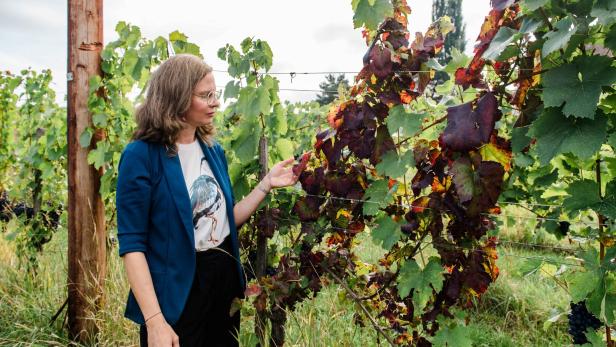 Eine Frau betrachtet in einem Weinberg Reben mit teils grünem, teils rot verfärbtem Laub.
