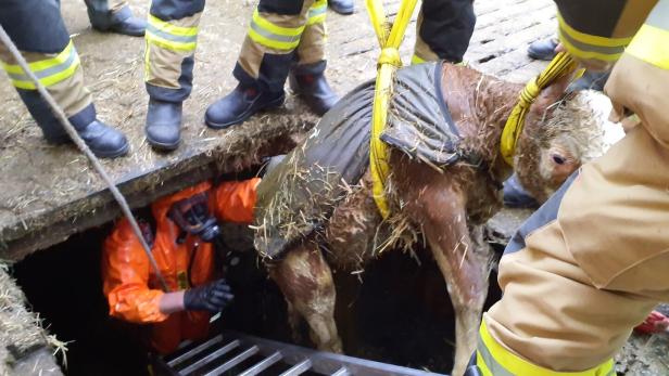 Tierrettung im Morast