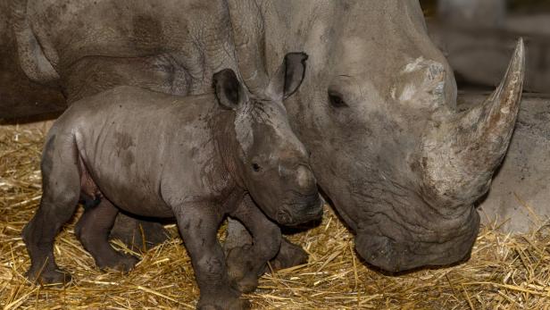Ein Nashornkalb steht eng neben einem ausgewachsenen Nashorn auf einer Schicht aus Stroh.