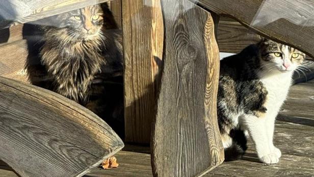 Katzen auf Berg ausgesetzt