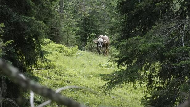 A cow walks around on an alpine pasture near Ehrwald