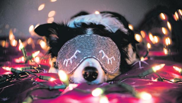 Ein Hund mit Schlafmaske liegt entspannt auf einer Lichterkette.