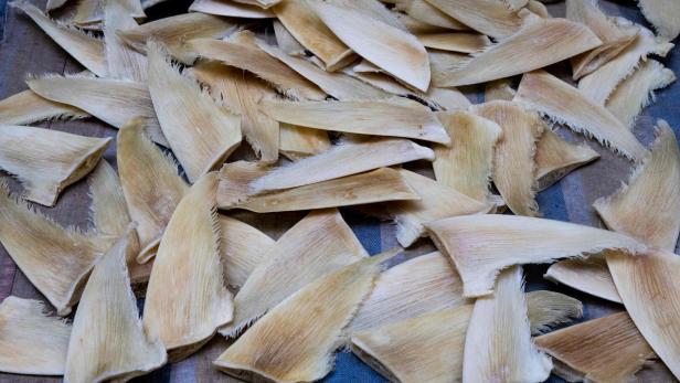 FILES-PANAMA-ENDANGERED-SHARK-FINS-TRAFFICK