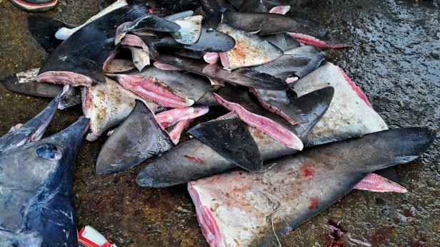 FILES-PANAMA-ENDANGERED-SHARK-FINS-TRAFFICK