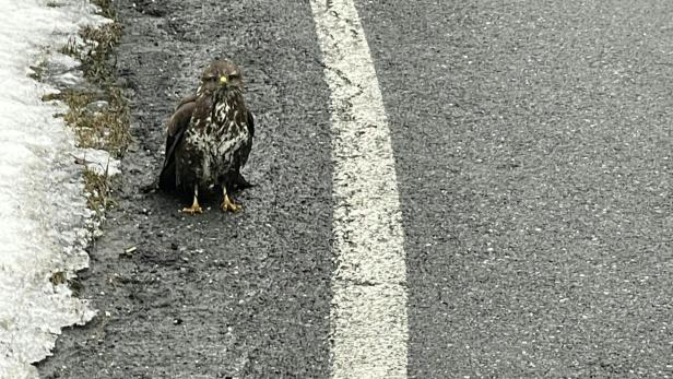 Verletzter Mäusebussard in Salzburg von Straße gerettet