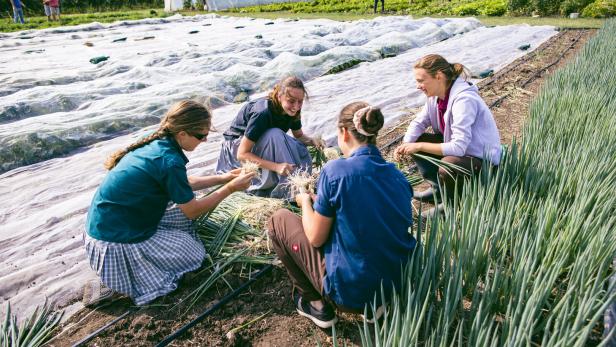 Gruppe beim Gemüseanbau