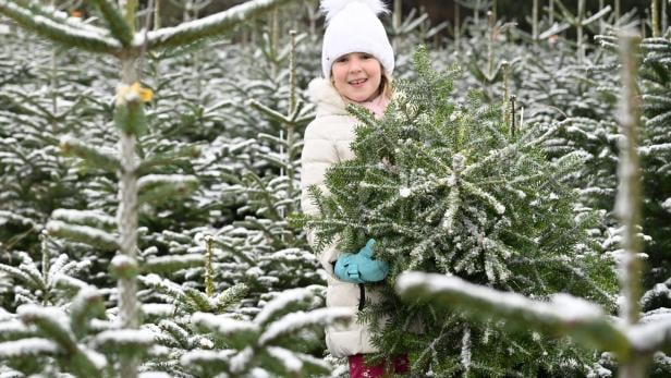 Kleines Mädchen steht in einem Christbaumwald 