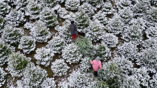 ++ THEMENBILD ++ WEIHNACHTEN / BRAUCHTUM / CHRISTBAUM / WEIHNACHTSBAUM / CHRISTBAUMKULTUR