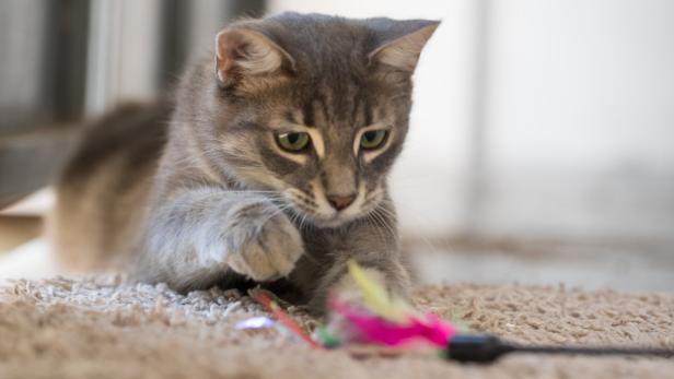 Eine Katze spielt mit einer bunten Federangel.