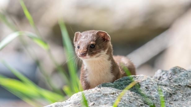 Ein braunes Mauswiesel steht auf einem Stein.