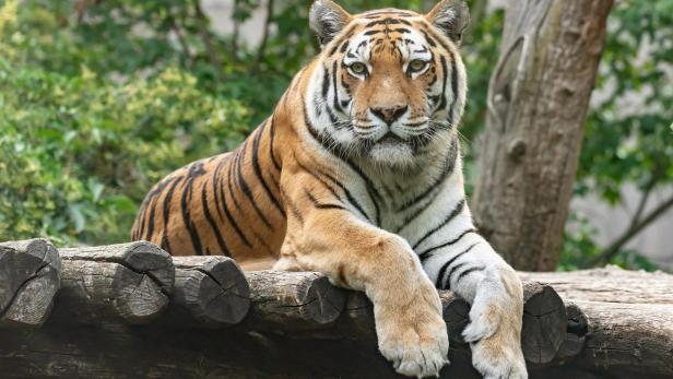 Tigerweibchen im Tiergarten Schönbrunn mit 17 Jahren gestorben