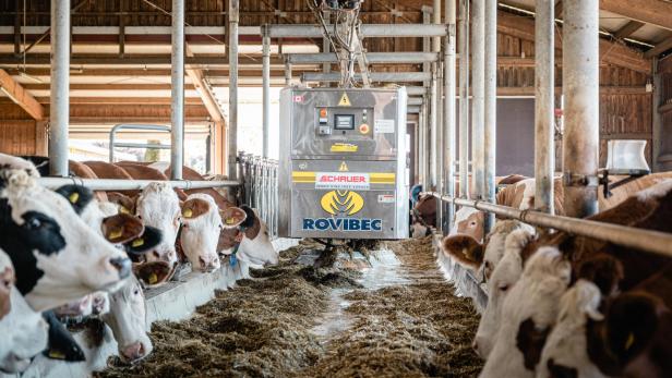 Kühe im Stall fressen Futter, das von einem automatischen Fütterungsroboter verteilt wird.