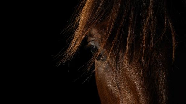 TOPSHOT-FRANCE-TROTTING-EQUESTRIAN