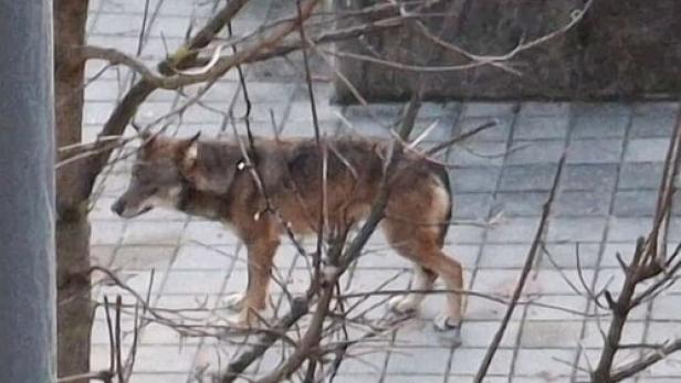 Wolf-Sichtung in St. Peter ob Judenburg