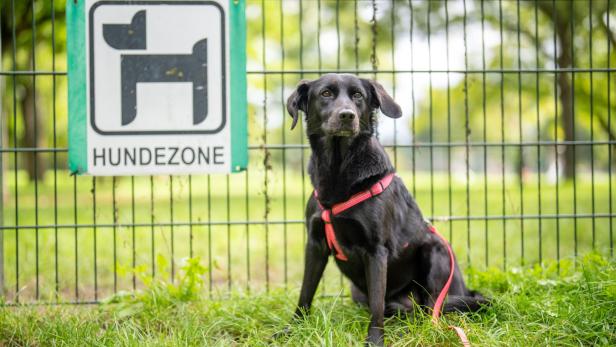 Ein schwarzer Hund sitzt vor einem Zaun mit dem Schild "Hundezone".