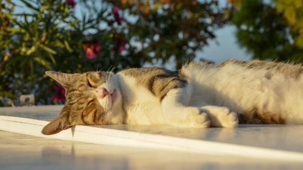 Katze in Griechenland sonnt sich.