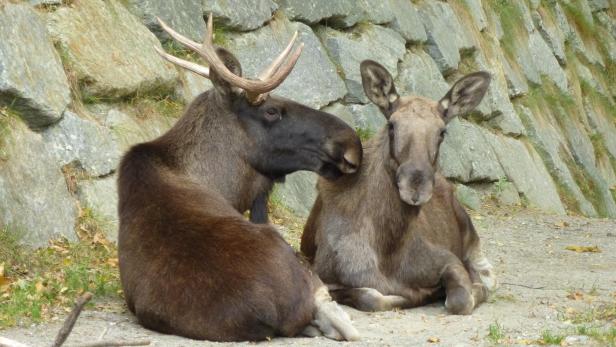 Elchpaar im Gehege
