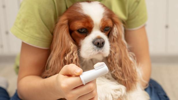 Ein Hund schaut skeptisch auf eine Zahnbürste mit Pasta.