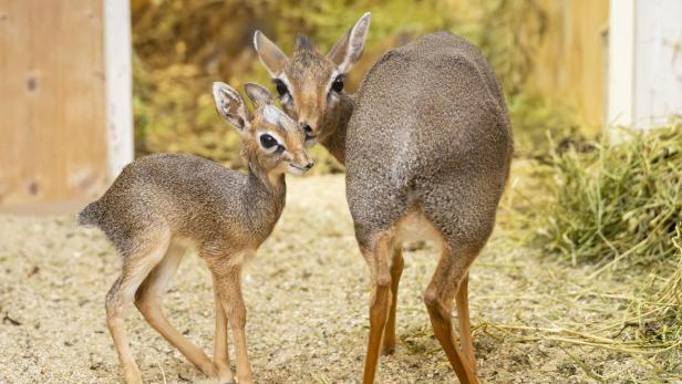 Zwei kleine Antilopen mit großen Ohren stehen eng beieinander auf sandigem Boden mit etwas Heu.