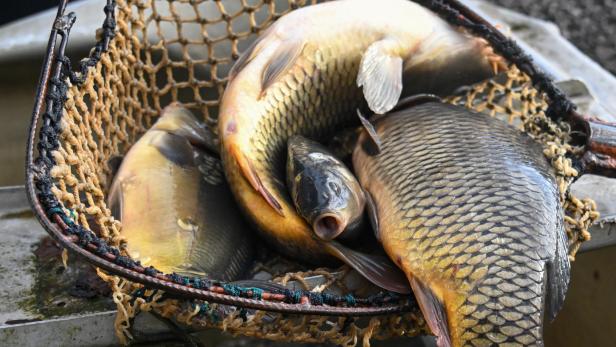 Mehrere Karpfen liegen in einem Fischernetz.