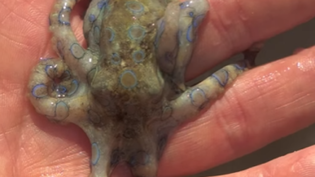 Mann hält hochgiftigen Blauring-Oktopus in seiner Hand