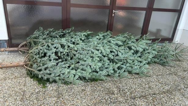 Zwei gefällte Tannenbäume liegen nebeneinander auf einem Steinboden vor einer Glastür.