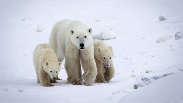 CANADA-NATURE-POLAR BEARS