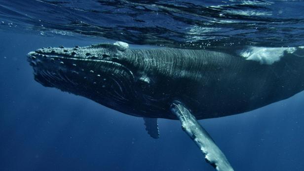 Buckelwal schwimmt knapp unter der Wasseroberfläche im offenen Meer.