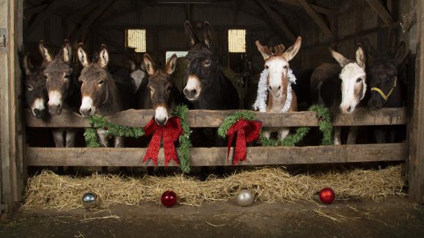Christmas Donkeys.