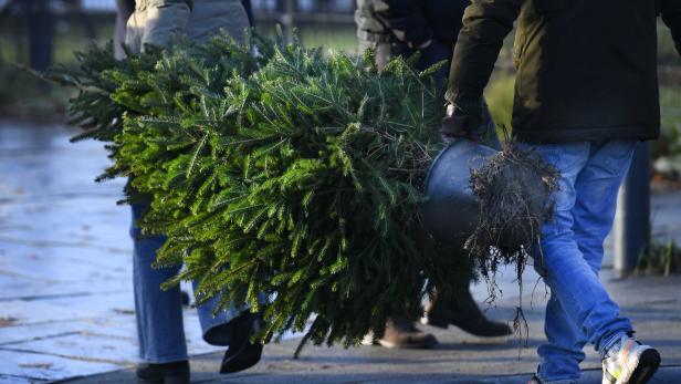 Rent a Christmas tree for a sustainable Christmas