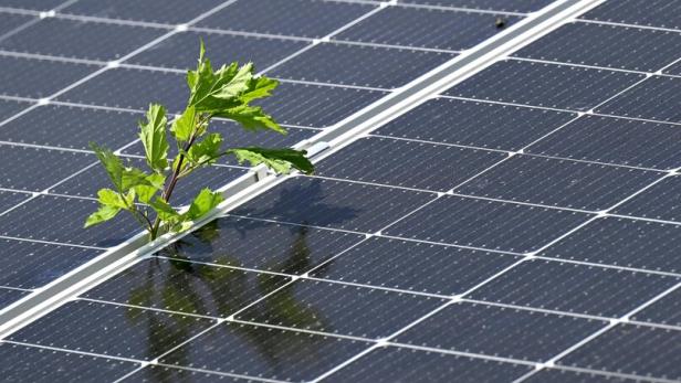 Ein grüner Pflanzentrieb wächst zwischen den dunklen Solarpaneelen hervor.