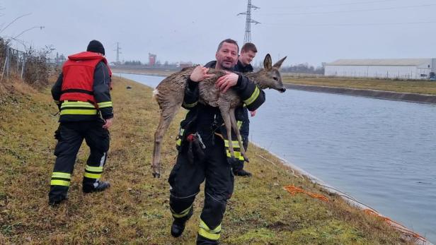 Reh im Ennskanal