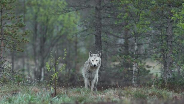 weiß-grauer Wolf zwischen Bäumen