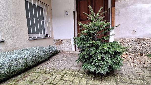 Wer will mich? Kurz vor Weihnachten war dieses schief gewachsene Exemplar der Familie Sommer um 25 Euro zu haben. Steht es nun in einem  Wohnzimmer? 