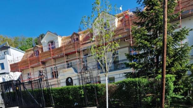 Jungbaum in Ottakring.