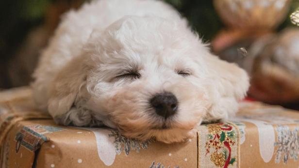Ein Hund liegt auf einem Geschenk vor einem Christbaum.
