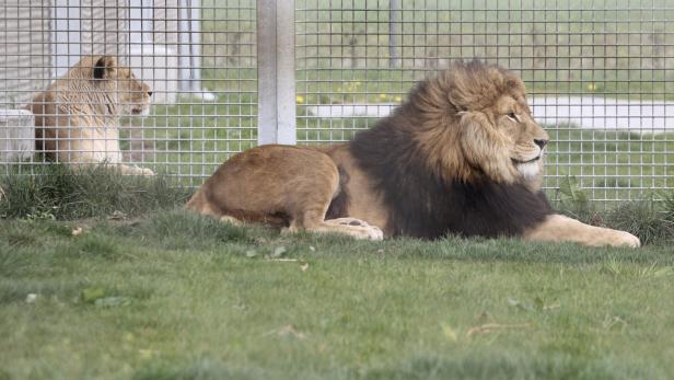 Löwe Diego liegt in der Wiese. Im Hintergrund ist eine Löwin zu sehen. 